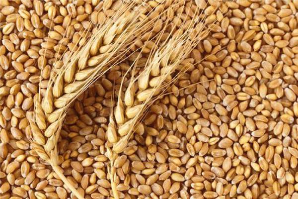Wheat Whole 1 kg