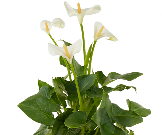 Zantedeschia aethiopica (Arum Lily)
