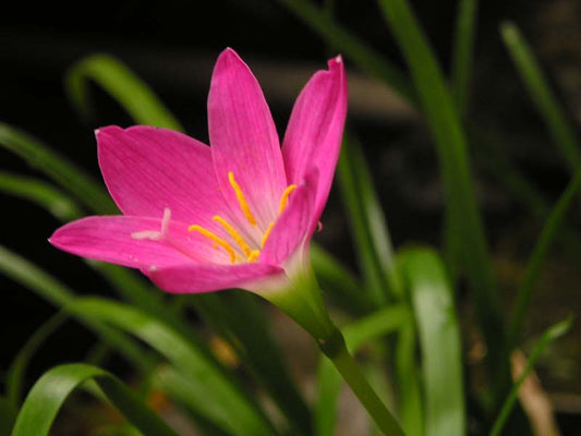 Zephranthus Lilly Light Pink & Dark Pink (Rain lily Light Pink & Dark Pink)