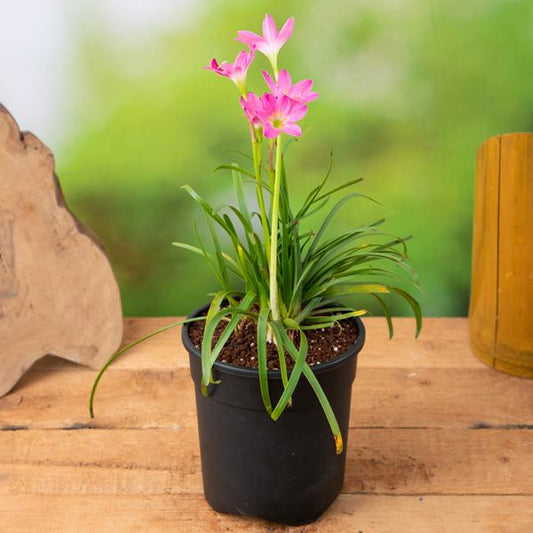 Zephranthus Lilly Light Pink & Dark Pink (Rain lily Light Pink & Dark Pink)