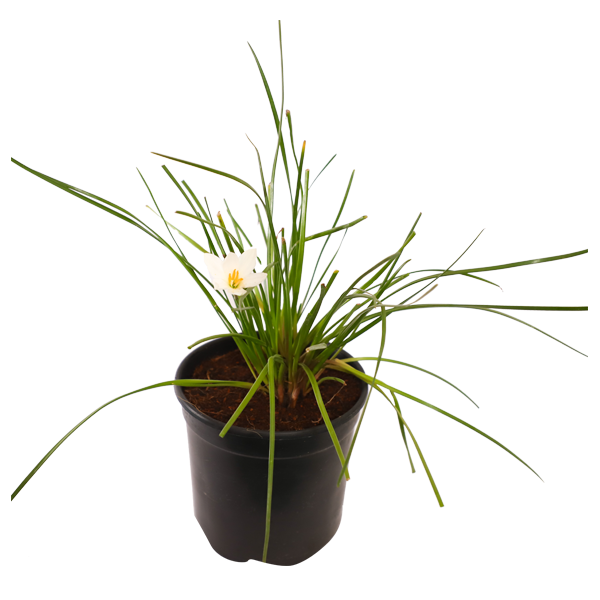 Zephranthus White (Rain lily white)