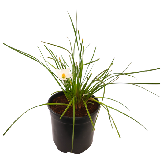 Zephranthus White (Rain lily white)
