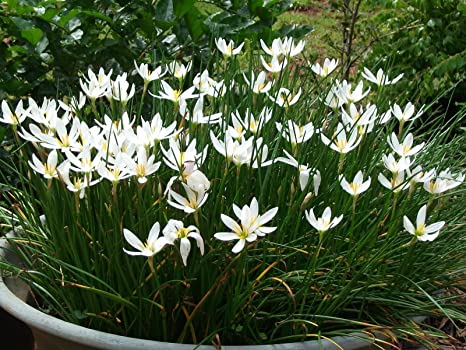 Zephranthus White (Rain lily white)