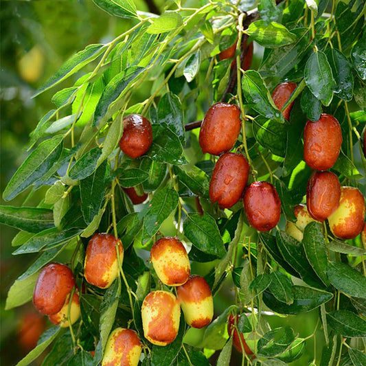 Ziziphus Jujuba (Bear Apple-red, elachi hannu kempu)