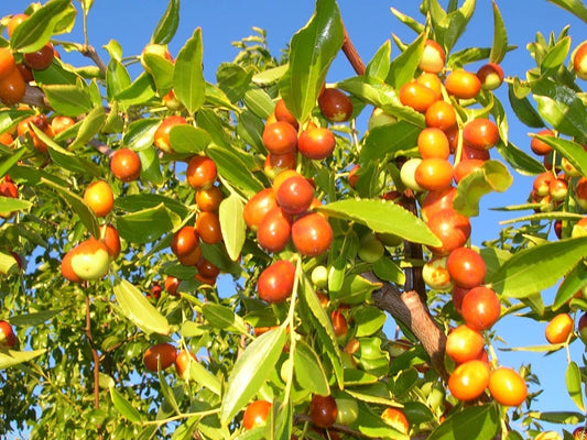 Ziziphus mauritiana (Apple Ber Green)