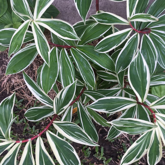 costus arabicus variegated (Spiral Ginger)