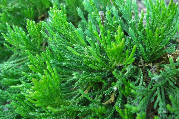 Juniperus horizontalis (Creeping juniper)
