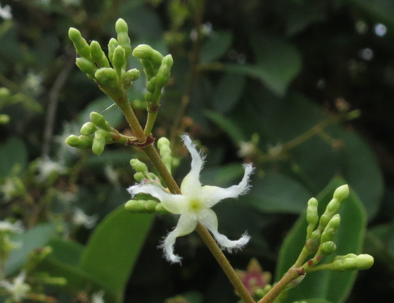 lchnocarpus frutescens  (Black Creeperr, Gauriballi)