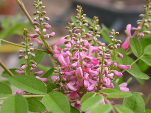 lndigofera tinctoria -Neelamari (True Indigo, Anjoora neeli)
