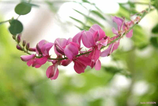 lndigofera tinctoria -Neelamari (True Indigo, Anjoora neeli)