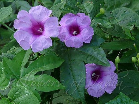 lpomoea mauritiana  (Gaint Potato, Bhoo sakkare gadde)