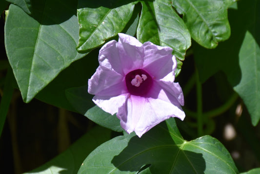 lpomoea mauritiana  (Gaint Potato, Bhoo sakkare gadde)