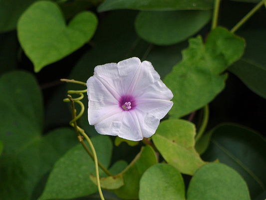 lpomoea obscura -Chutti Thiruthali (Obscure Morning Glory, Muguti balli)