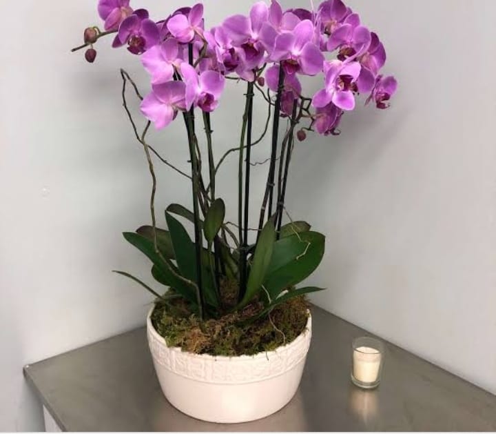 Orchid [Phalaenopsis]