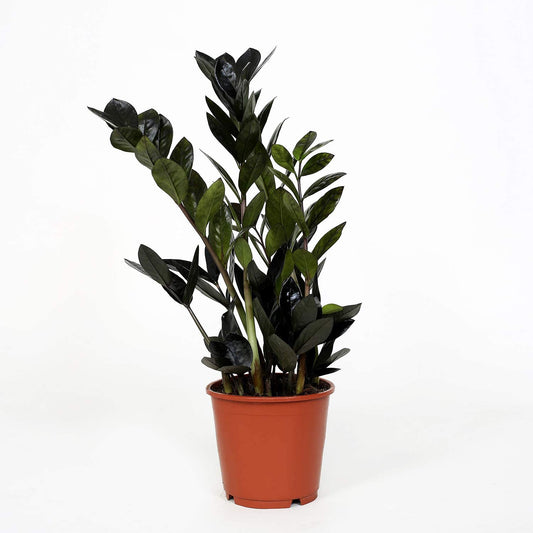 zamioculcas zamiifolia black (ZZ plant)