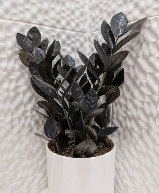 zamioculcas zamiifolia black (ZZ plant)